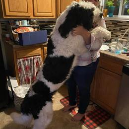Atlas - Saint Berdoodle