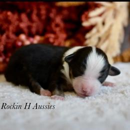 Amy - Black tri female Toy Australian Shepherd puppy in Russellville, Arkansas from Rockin H Aussies