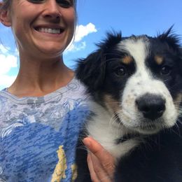 Australian Shepherd Puppies from Auspicious Australian Shepherds