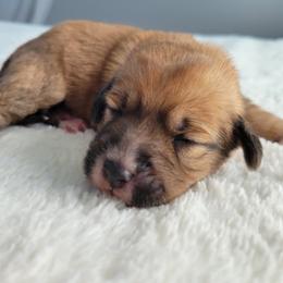 Carla - Chocolate female Assorted Doodle Crosses puppy in Blackfoot, Idaho from Lucky Pup Meadows