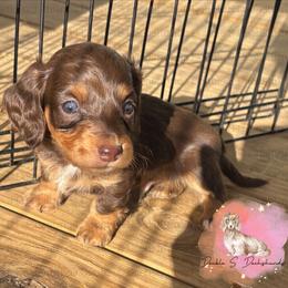 Clark - Chocolate and tan male Dachshund puppy in Timpson, Texas from Double S Kennel