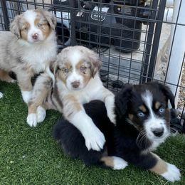 Aussiedoodles and Miniature Australian Shepherds from Dazy Mayze Mini Aussies and Aussiedoodles