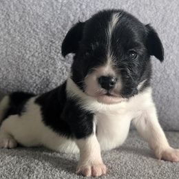 Papillon puppies from Katies Papillions