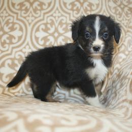 Java - Black tri male Miniature Australian Shepherd puppy in Licking, Missouri from Burnett Aussies