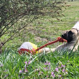 Great Dane Puppies from CAB Danes