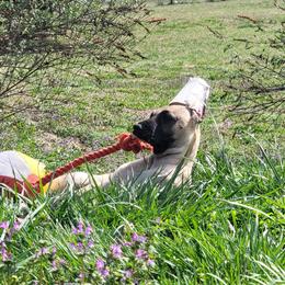 Great Dane Puppies from CAB Danes