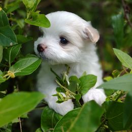 Companion Cross, Mal-Shi, Maltese, Maltipoo, Morkie, and Shih Tzu Puppies from Seeking Shalom Acres Maltese, Maltipoos & Havamalts