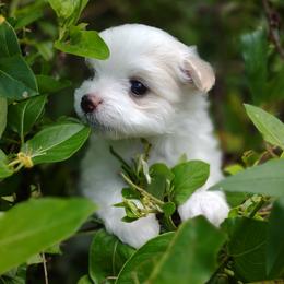 Companion Cross, Mal-Shi, Maltese, Maltipoo, Morkie, and Shih Tzu Puppies from Seeking Shalom Acres Maltese, Maltipoos & Havamalts