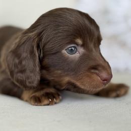 Stout - Chocolate and tan male Dachshund puppy in Bentonville, Arkansas from Boujee Buns Dachshunds