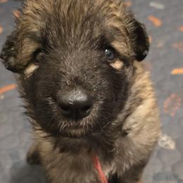 Girl 1 - Fawn sable female Shiloh Shepherd puppy in Okemah, Oklahoma from Shining Stars Shilohs