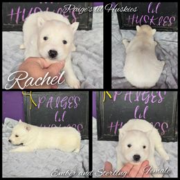 Rachel - White female Siberian Husky puppy in Bloomfield, Indiana from Paiges lil huskies