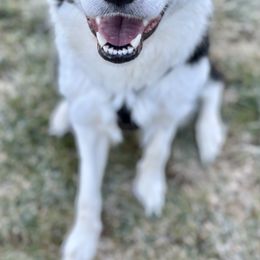 Border Collies from Pam's Dog Academy & Border Collies