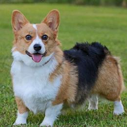 Josie  - Pembroke Welsh Corgi