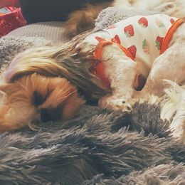 Shih Tzus from Ashkay Shih-tzus