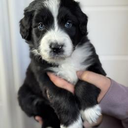 Obsidian - Black and white male Aussiedoodle puppy in Columbia Falls, Montana from Firefly Horse Co Wellness Retreat Center