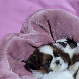 Sweet Seraphina - Tricolor female Shih Tzu puppy in Cartersville, Georgia from 100 Acre Woods Shih Tzu Plantation