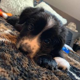 Border Collie Puppies from Rylas BCs