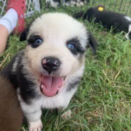 Australian Shepherd Puppies from Westrip Angus & Aussies