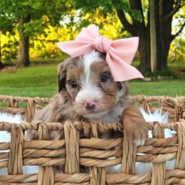 Bluebell - Chocolate merle female Bernedoodle puppy in Russell Springs, Kentucky from 270 Doodles
