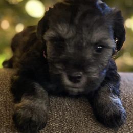 Miniature Schnauzers from Bayou Grande Miniature Schnauzers