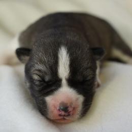Raven - Gray and white female Siberian Husky puppy in Wiscasset, Maine from Running with Huskies