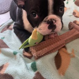 Birdie - Brindle female French Bulldog puppy in Alpharetta, Georgia from Nicks French Villa