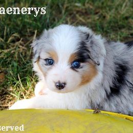 Australian Shepherd Puppies from Tru Blu Aussies