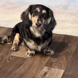 Goose - Dachshund