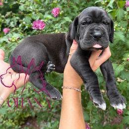 Naomi - Black female Great Dane puppy in Michigan from Ohana Great Danes of Michigan