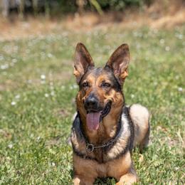 Winnie - German Shepherd