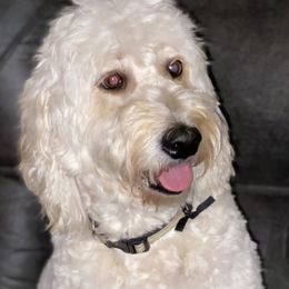 Bailey  - Goldendoodle