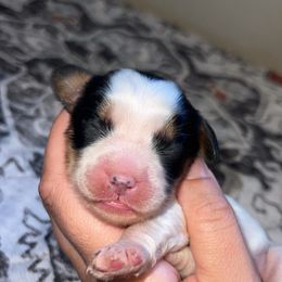Star - Tri-color female Cavapoo puppy in Redding, California from Lipscomb Doodles