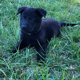German Shepherd Puppies from Woodhill K9