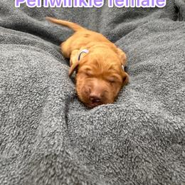 Periwinkle - Golden female Golden Retriever puppy in Salt Lake City, Utah from Soaring golden retrievers
