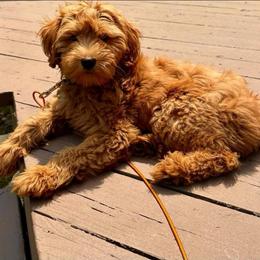 Ruby - Cavapoo