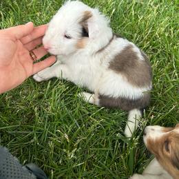 Orange - White and sable merle male Shetland Sheepdog puppy in Fontanelle, Iowa from Jensen Farms Shelties