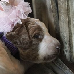 Goldendoodle Puppies from Best Doodles