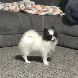 Nova - Black parti female Pomeranian puppy in Buckeye, Arizona from BL Poms Heaven