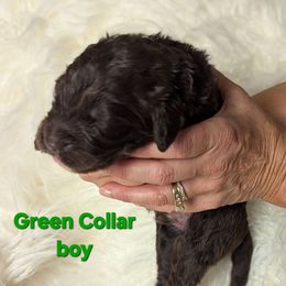 Green Collar - Chocolate male Assorted Doodle Crosses puppy in Elma, New York from Newfiedoodles of WNY