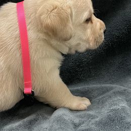 Yellow Girl - Yellow female Labrador Retriever puppy in Beaverdam, Virginia from Gold Heart Labradors