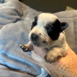 Girl 2 - Blue speckled female Australian Cattle Dog puppy in Cottage Grove, Oregon from Heirloom Ranch