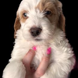 Goldendoodle Puppies from Luccisgoldendoodles