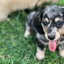Dachshunds from Diamond B Doxies