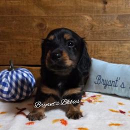 Sweet boy one - Black and tan male Dachshund puppy in Webb, Alabama from Bryant's Babies