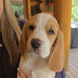 Beagle Puppies from Bullock 's Beagles
