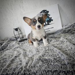 Boy 2 - Gray and white male American Corgi puppy in Natchitoches. La, Louisiana from Bleu Bayou Corgis
