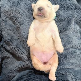 Hazelnut - Light golden female Golden Retriever puppy in Salt Lake City, Utah from Soaring golden retrievers