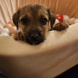 American Hunt Terrier Puppies from Sarah Holcombe