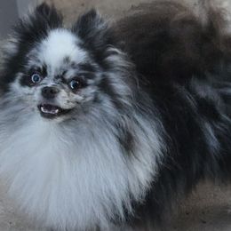 Blue - Pomeranian