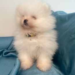 Boy 1 yellow collar - Pomeranian puppy from Suga Sweet Poms